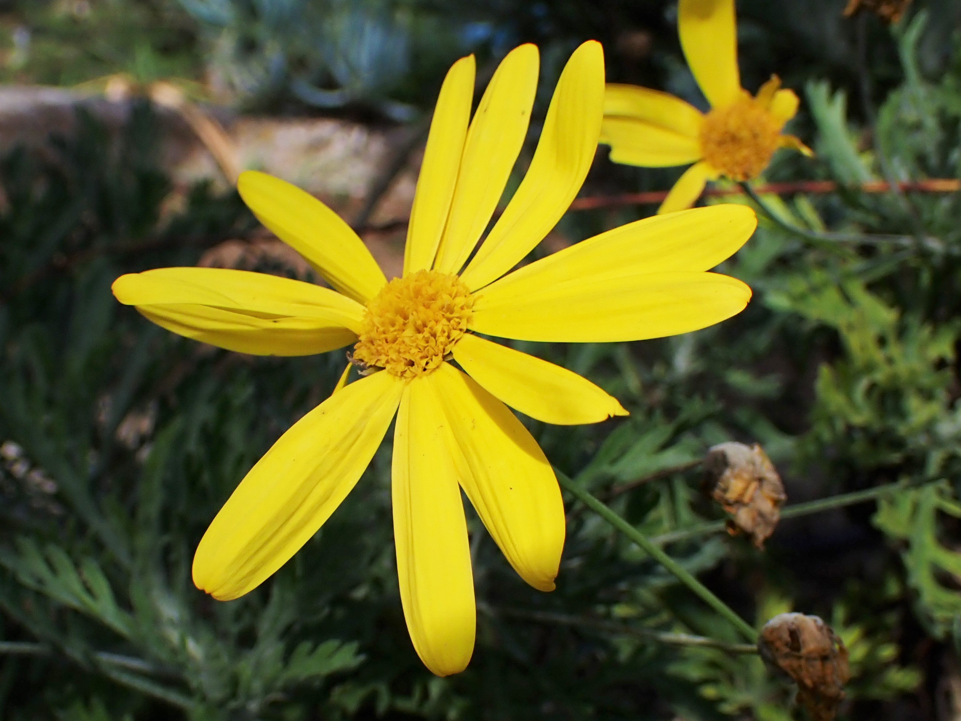 Эуриопс гребенчатый High Noon Bush Daisy