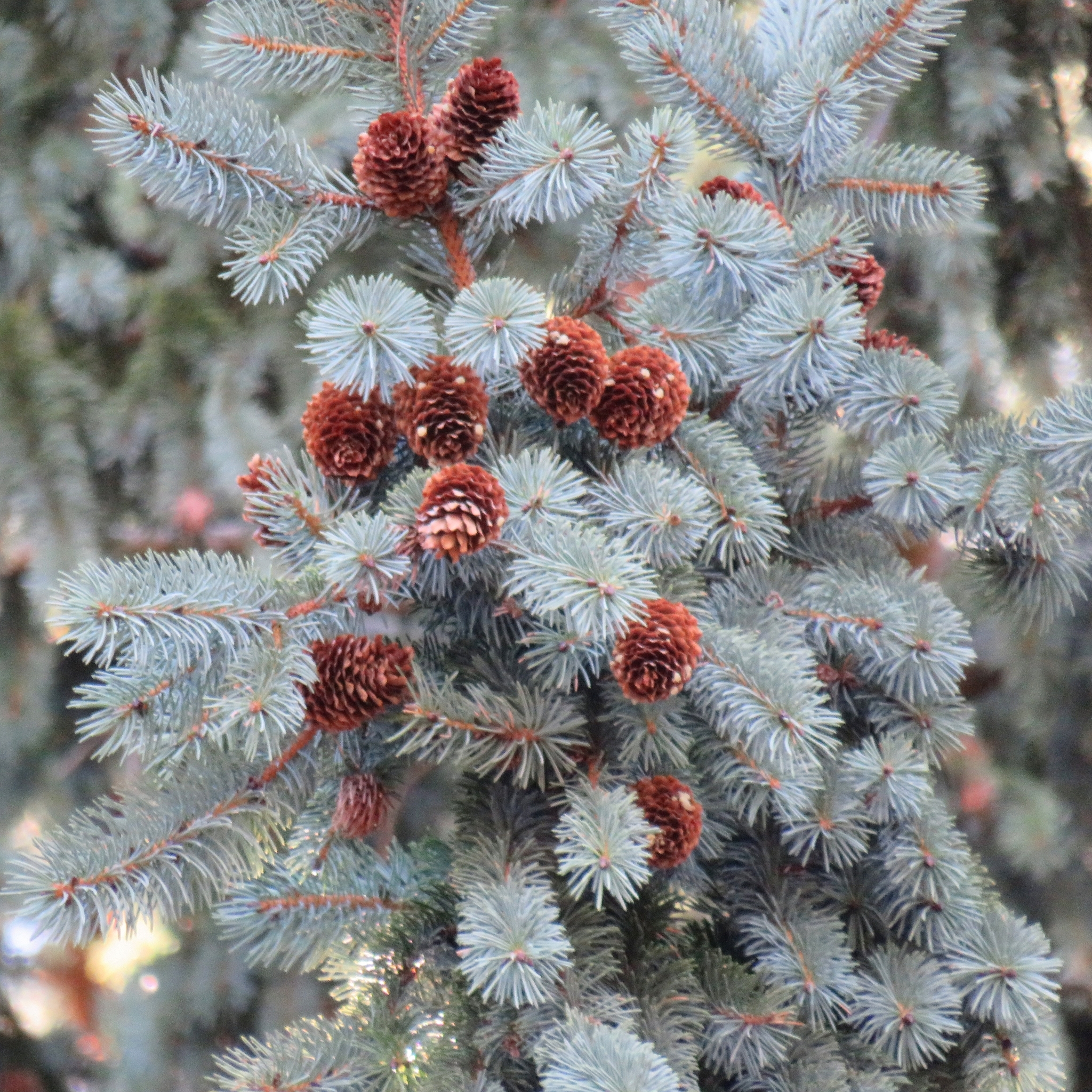 international backfill (iNaturalist): Picea