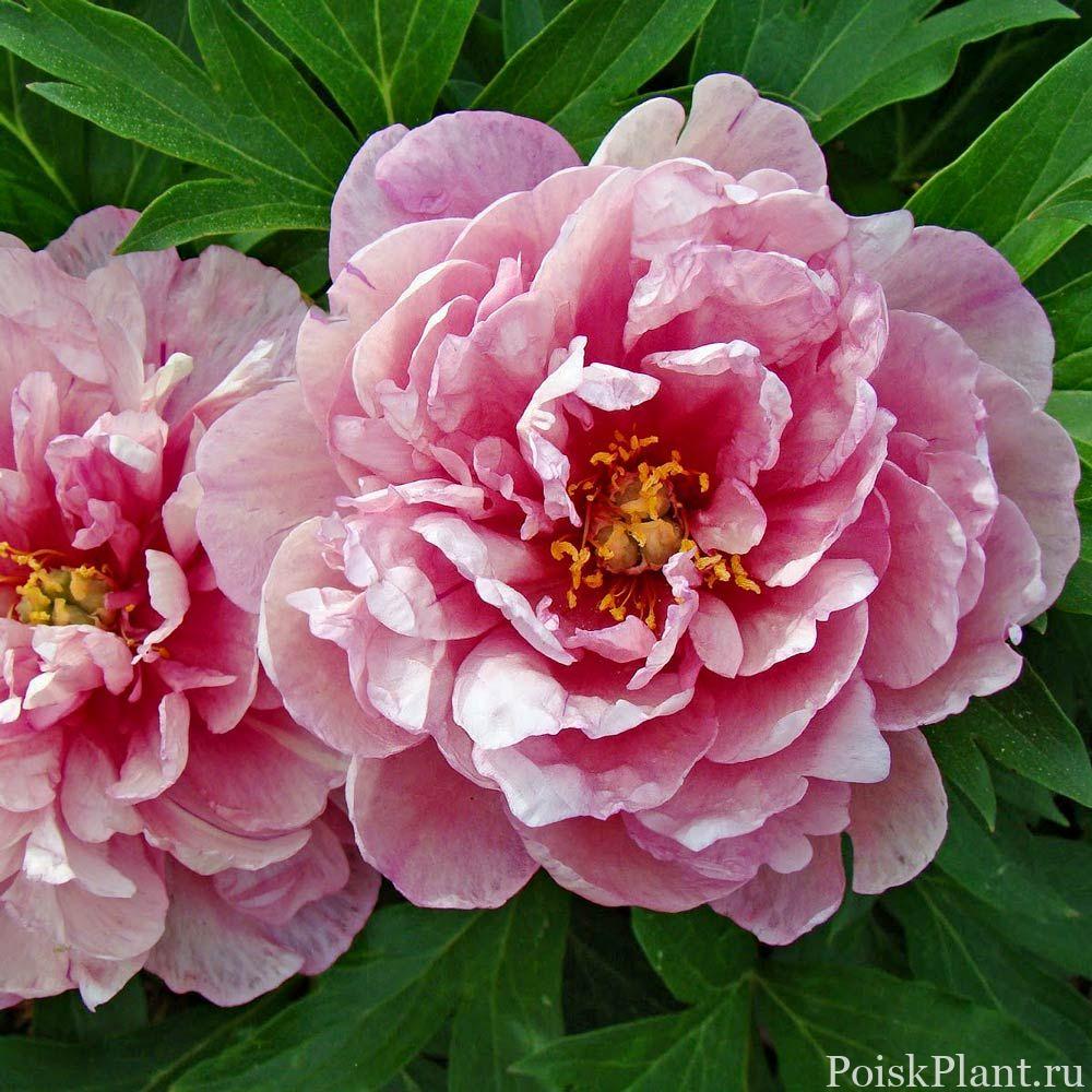 Пион ито-гибрид Pink Double Dandy