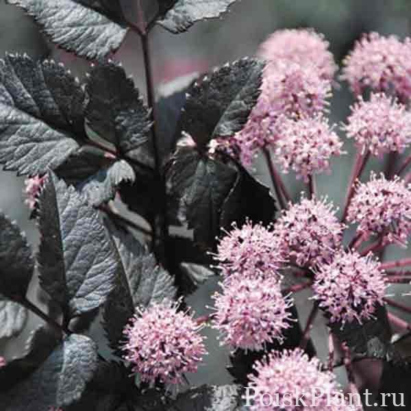 Дудник лесной Ebony