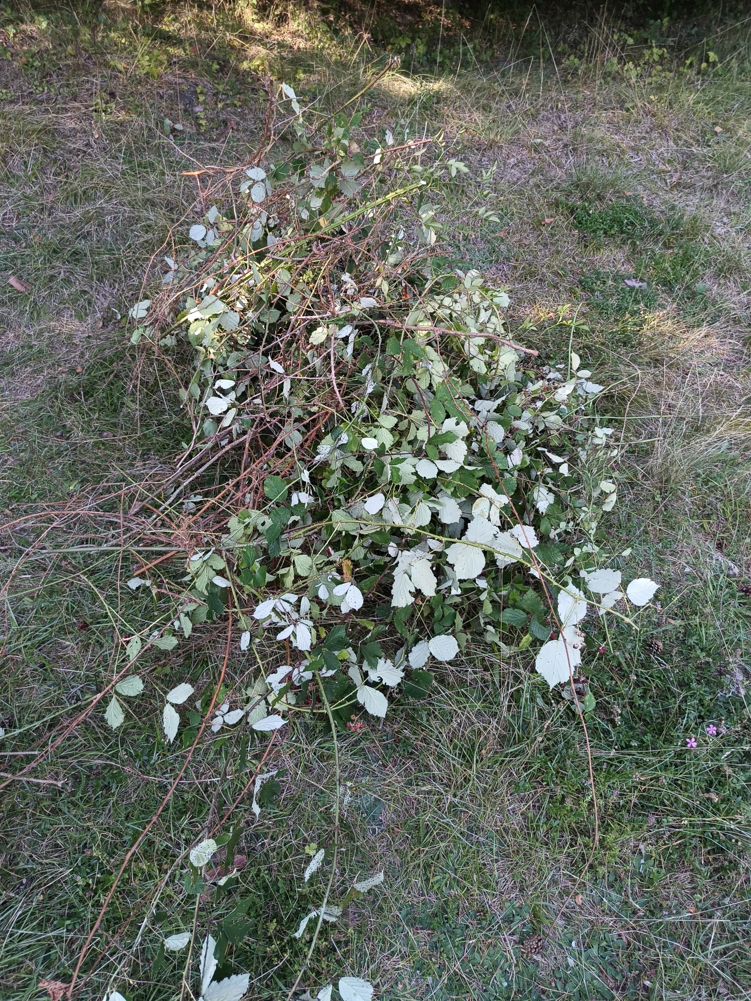 international backfill (iNaturalist): Rubus fruticosus