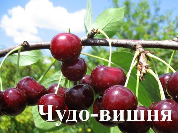 Дюк Чудо-вишня