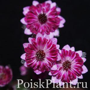 Печеночница благородная Yume no Hana