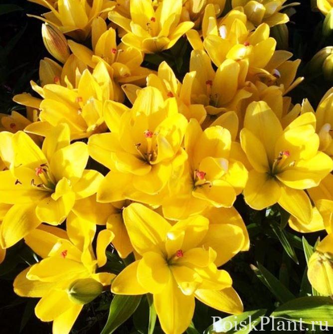 Лилия азиатская Yellow Bellies