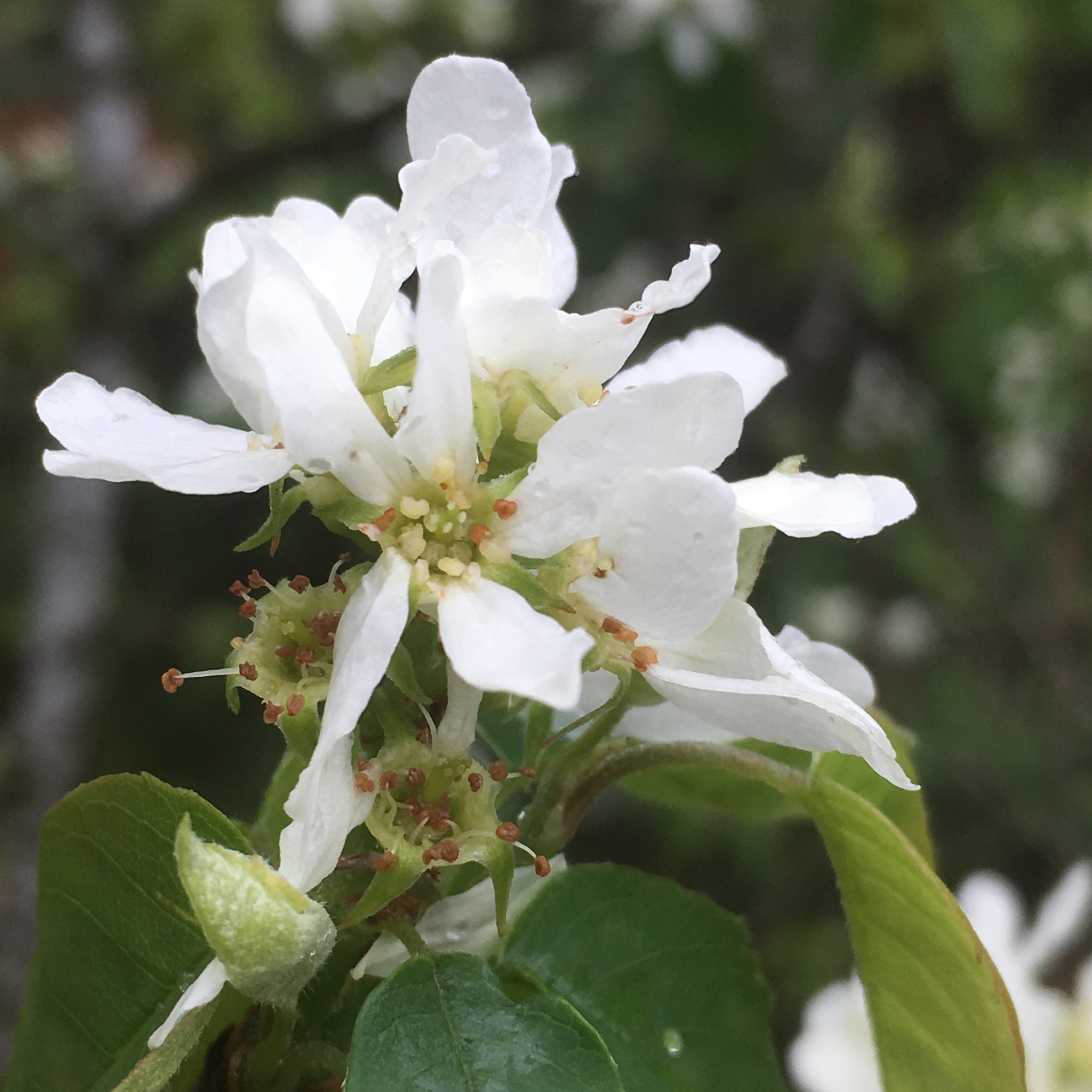 international backfill (iNaturalist): Pyrus