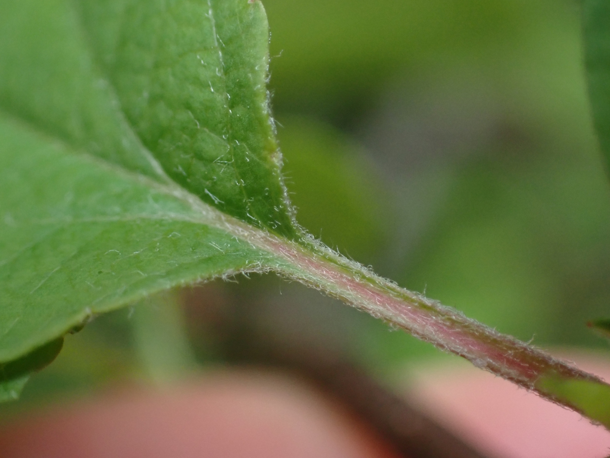 international backfill (iNaturalist): Malus