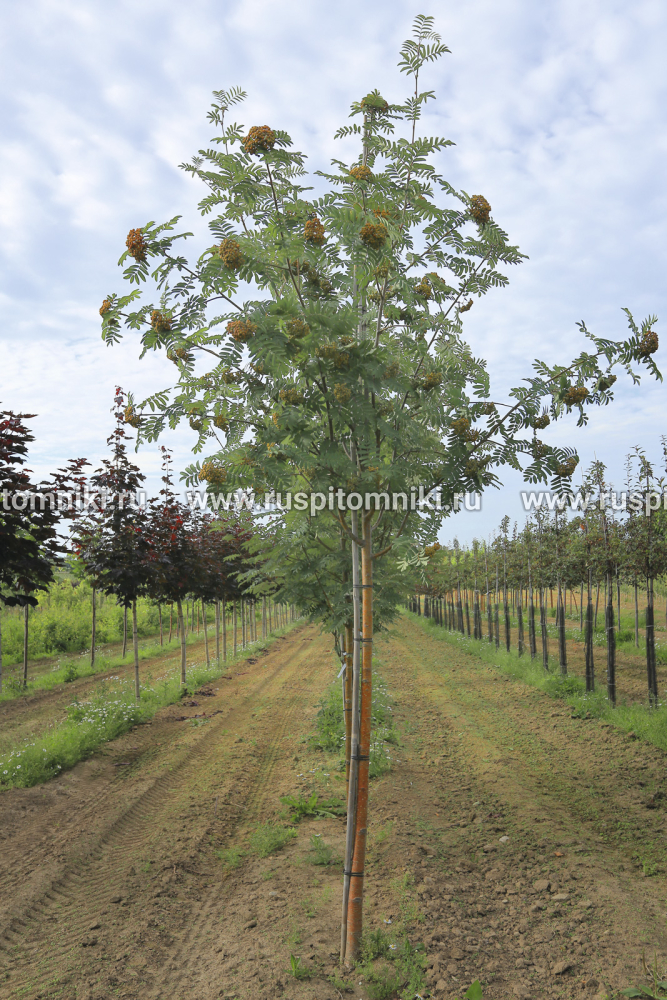 Рябина обыкновенная Sheerwater Seedling