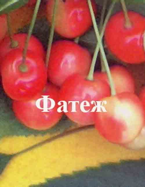 Черешня Фатеж