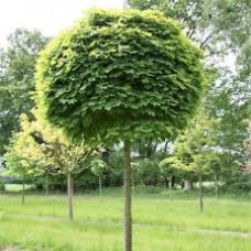 Клен остролистный (Acer platanoides Globosum)