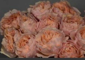 Роза Нагиса