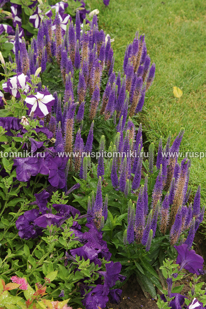 Вероника колосовая Ulster Dwarf Blue