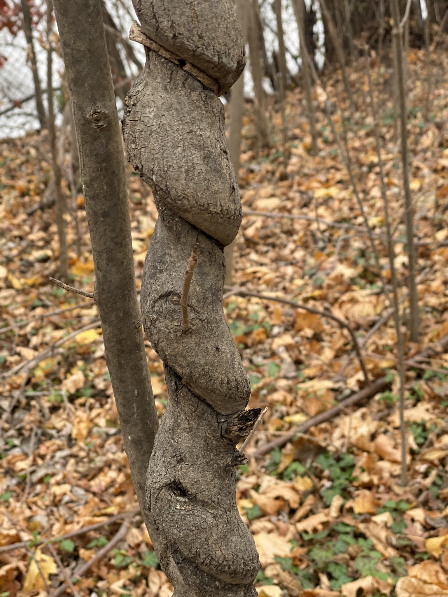 international backfill (iNaturalist): Fraxinus