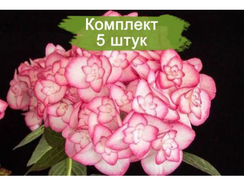 Комплект 5шт / Гортензия Мисс Саори (Miss Saori) (крупнолистная)