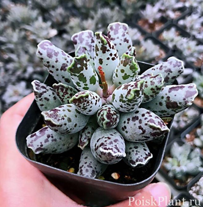 Адромискус купера Grey