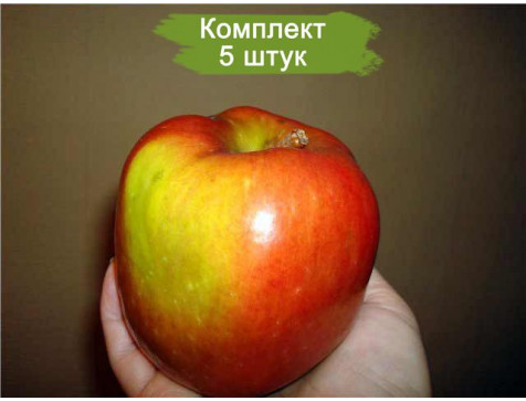 Яблоня Волжская красавица