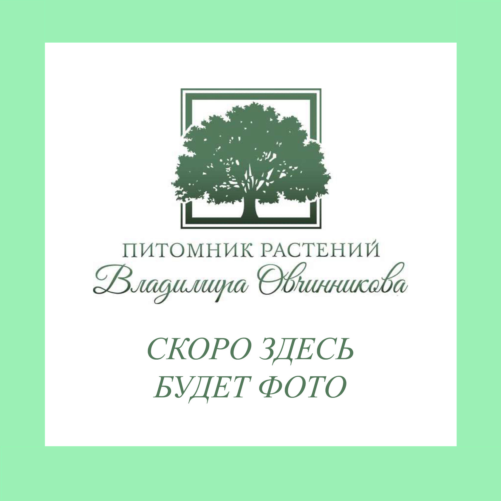 Гейхера ГРИН ТИ гибридная