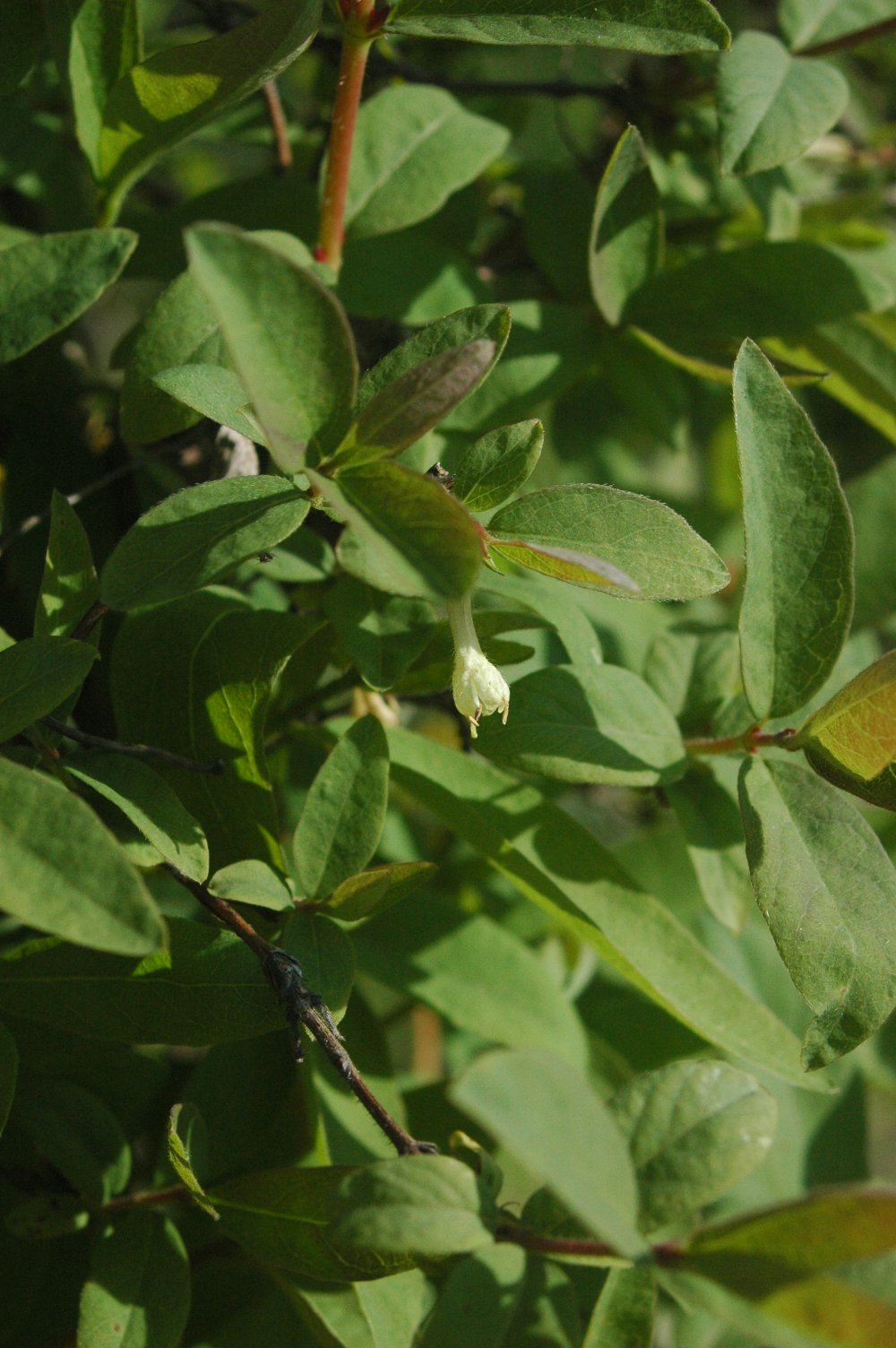 Жимолость камчатская (Lonicera kamtschatica Boreal Blizzard)