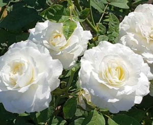Роза Шилаби