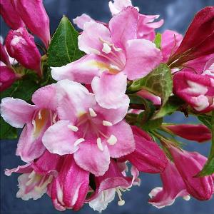 Вейгела "Rosea"