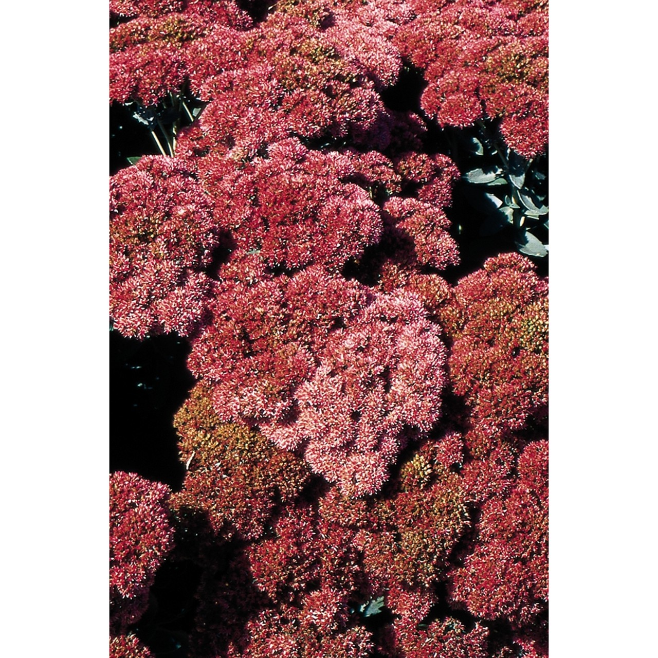 Очиток telephium Autumn Fire