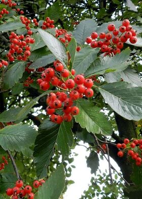 Рябина промежуточная  (Sorbus intermedia)