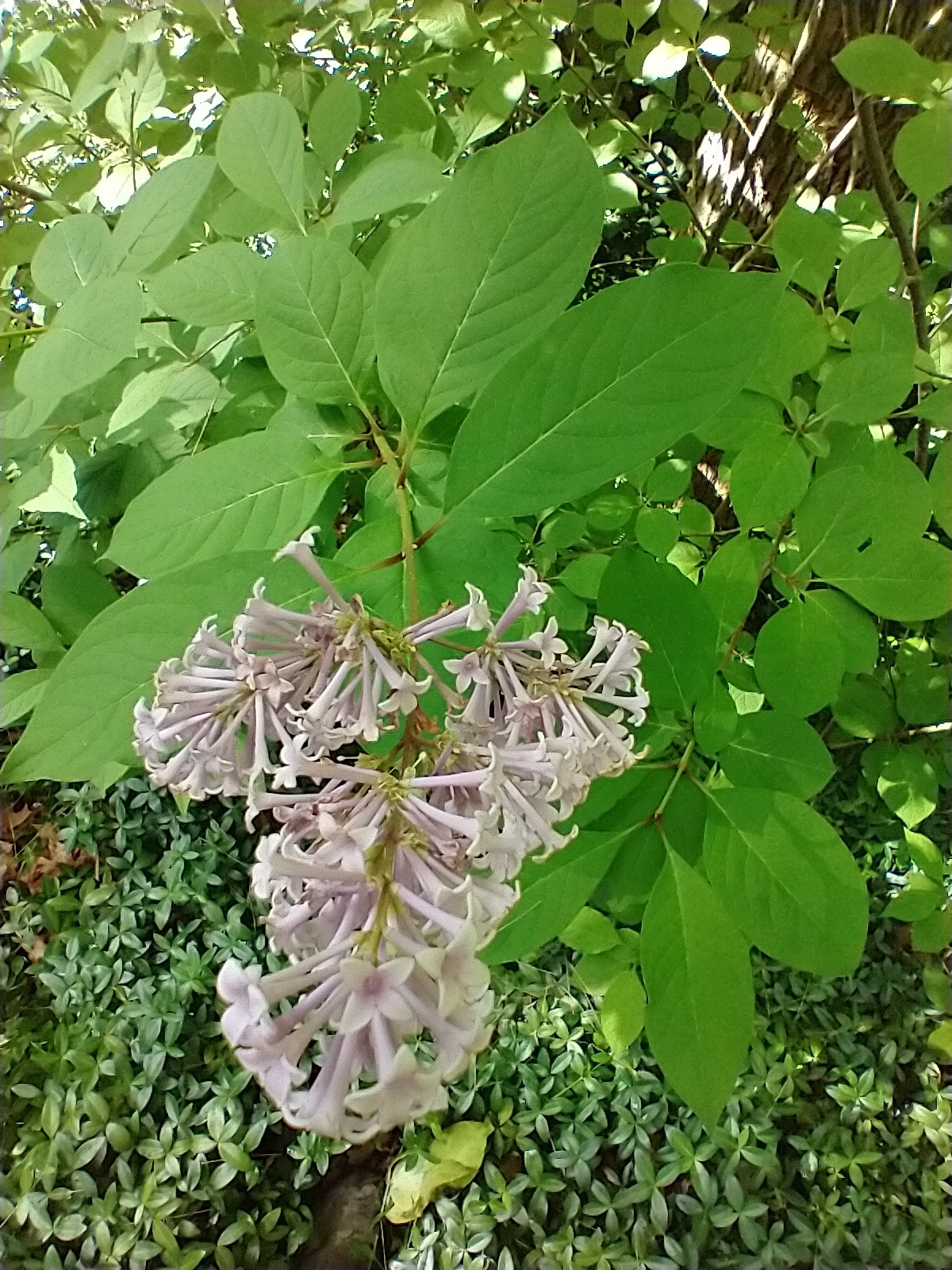 international backfill (iNaturalist): Syringa josikaea