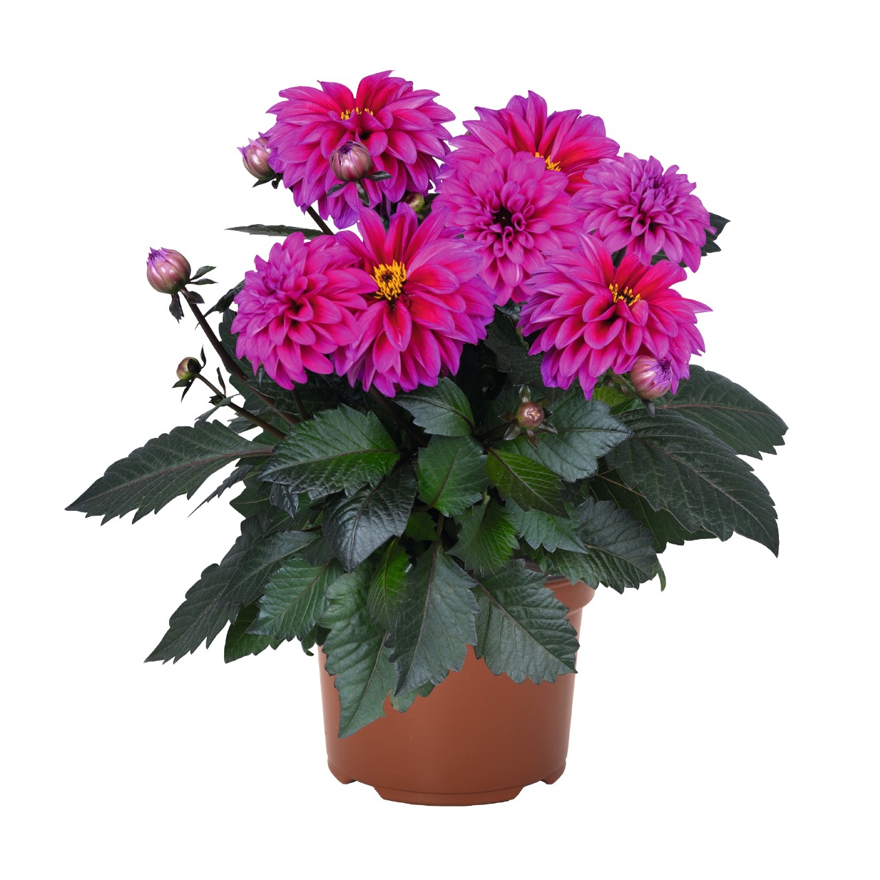 Георгина Temptation Purple