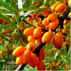 Облепиха крушиновидная (Hippophae rhamnoides Lomonosovskaya)