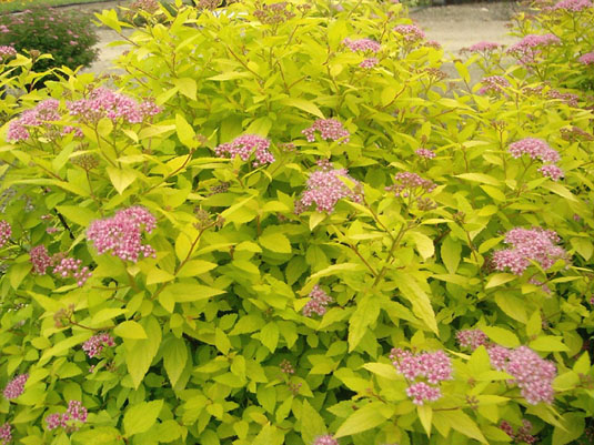 Спирея японская «Goldmound» (Spirea japonica «Goldmound»)