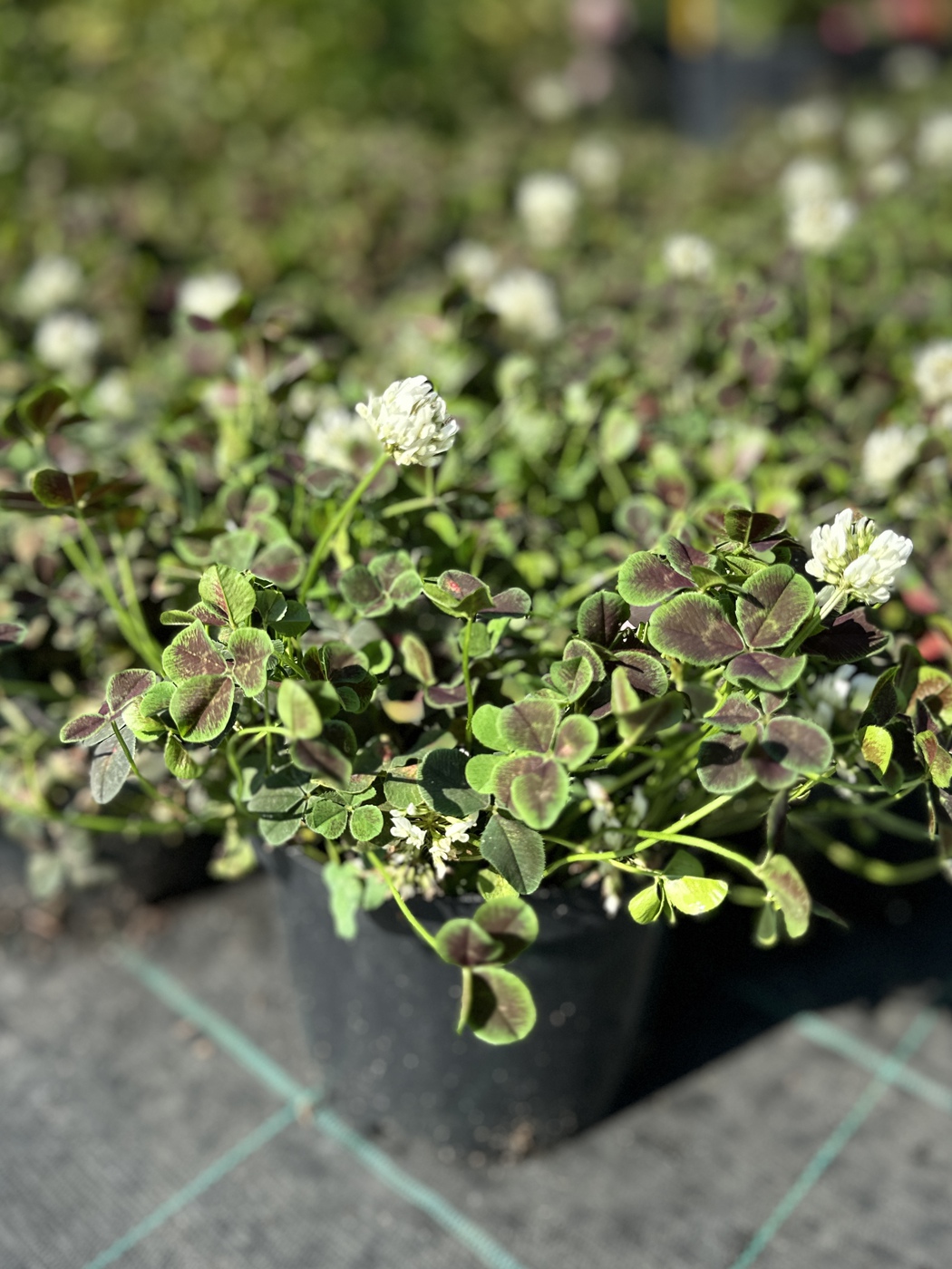 Клевер ползучий "Pentaphyllum"