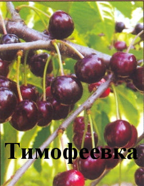 Черешня Тимофеевка