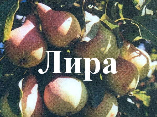 Груша Лира