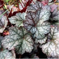 Гейхера гибридная (Heuchera hybrida Glitter)