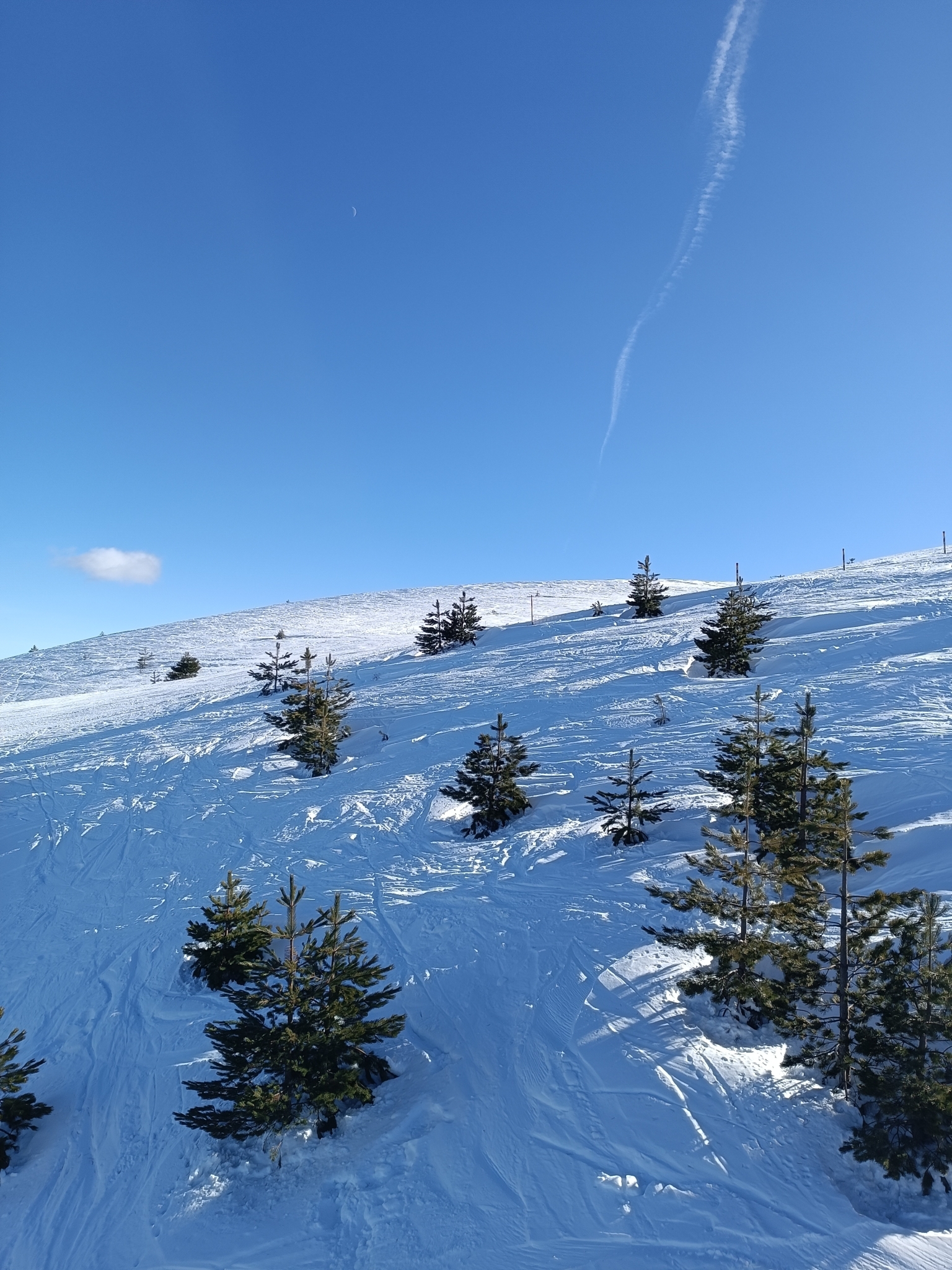 international backfill (iNaturalist): Pinus leucodermis