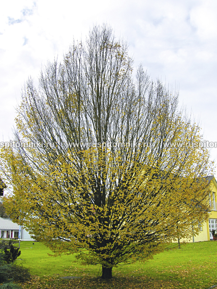 Граб обыкновенный Fastigiata'= C. betulus var. pyramidalis
