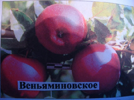 Яблоня Веньяминовское