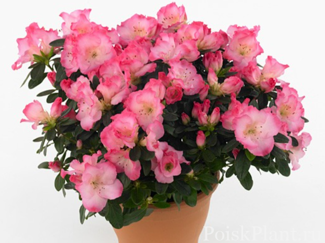 Азалия индийская Hortinno Princes Pinky