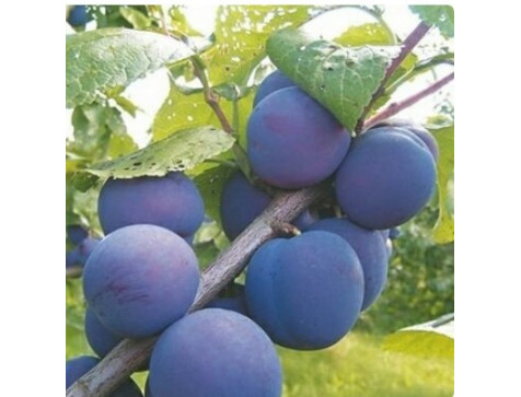 Слива Кромань