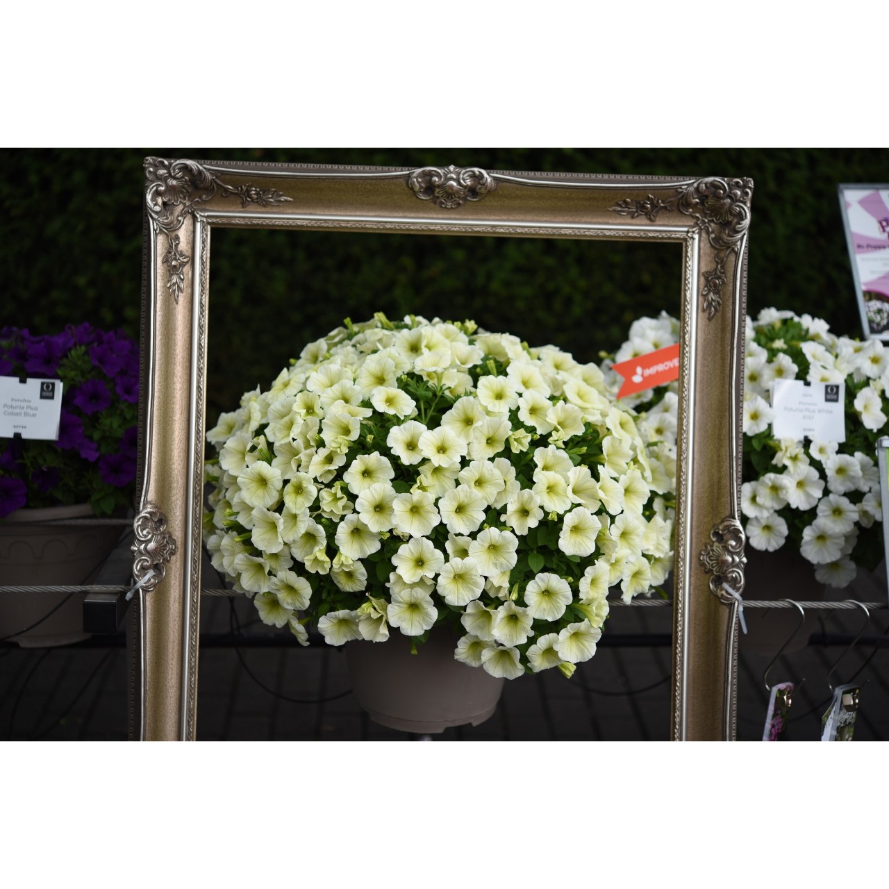 Петуния Sweetunia White