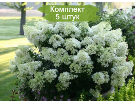 Ель Лейс