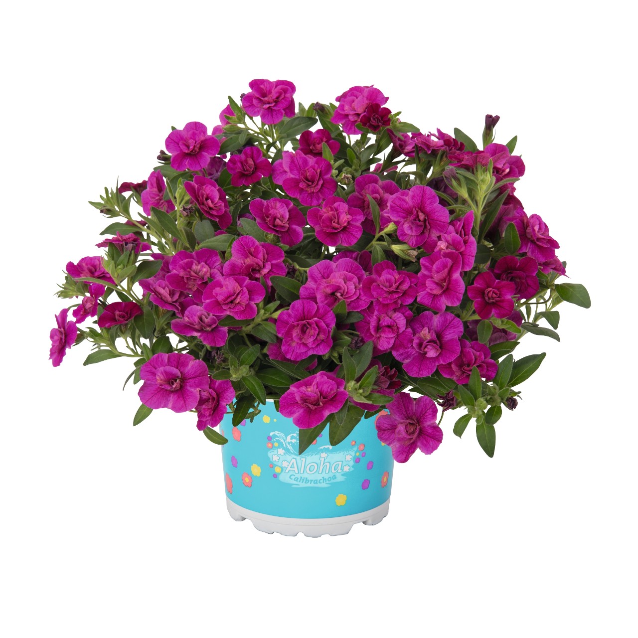 Калибрахоа Aloha Double Purple
