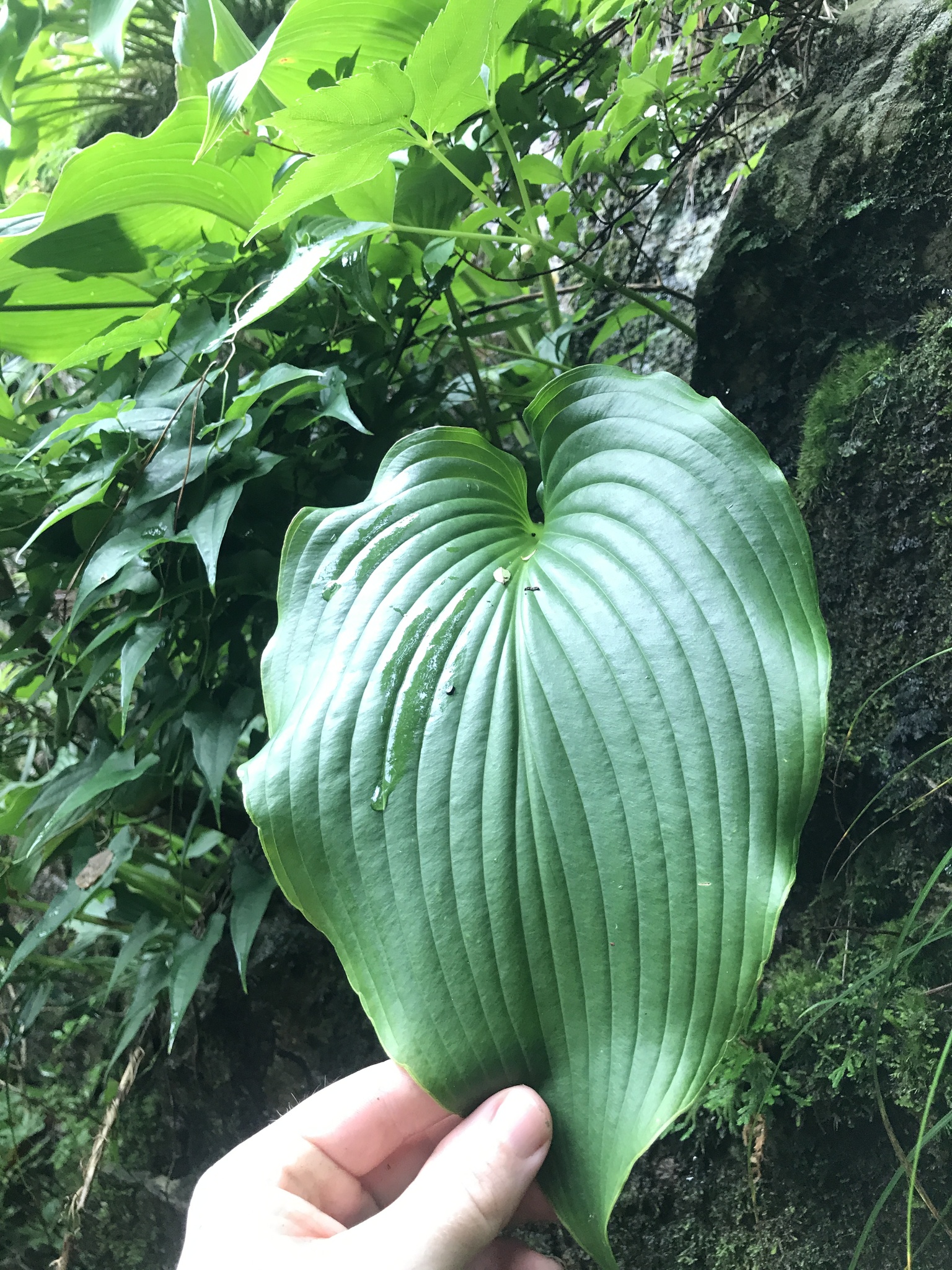 international backfill (iNaturalist): Hosta