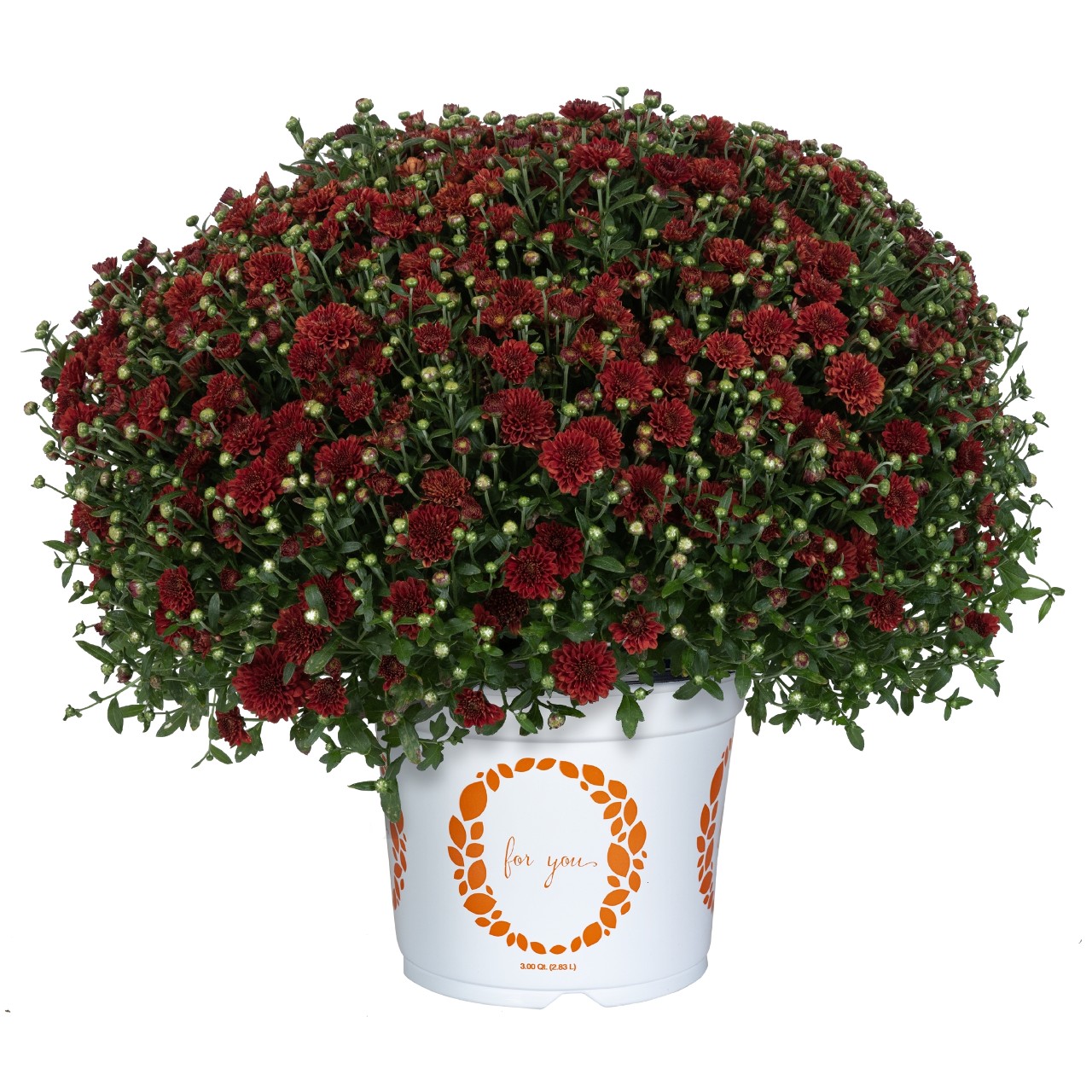 Хризантема Banquet Red