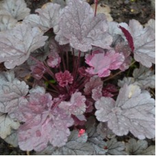Гейхера гибридная (Heuchera hybrida Silver Gumdrop)