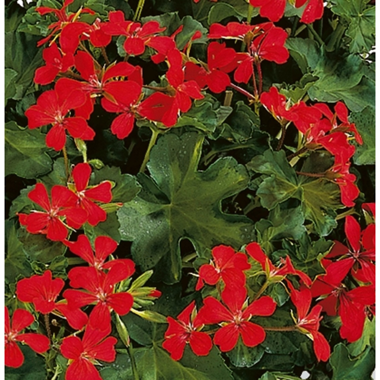 Пеларгония Classic Single Decora Red