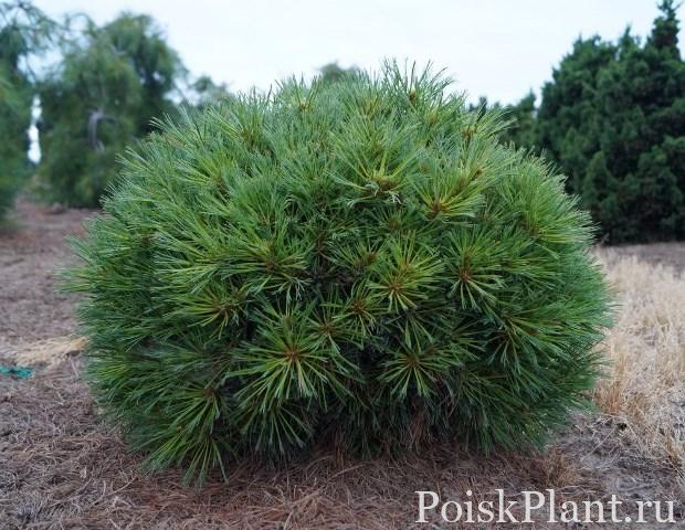 Кедровый стланик Horsford