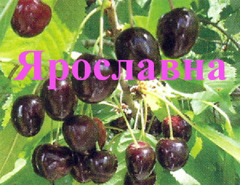 Черешня Ярославна