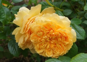 Роза Леа Туту