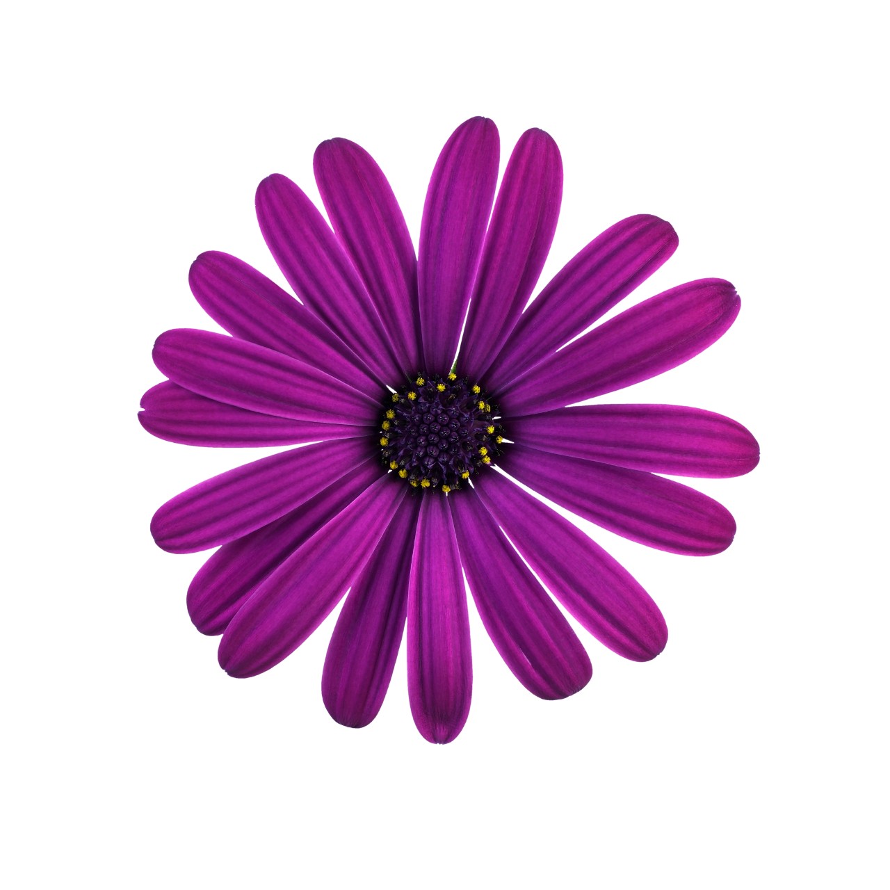 Остеоспермум Margarita Cool Purple