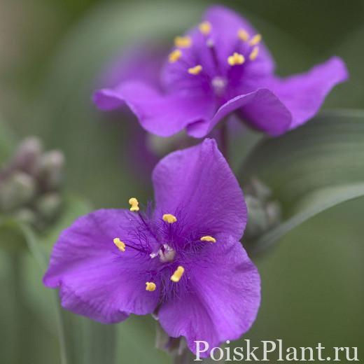 Традесканция Андерсона Concord Grape